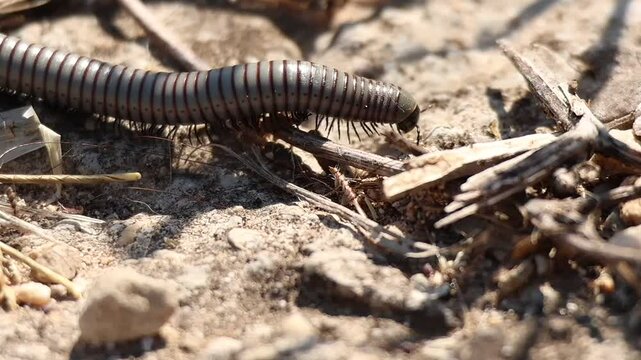 Primer plano de milpies canario (Ommatoiulus moreletii)  caminando cerca del r&iacute;o Serpis, Lorcha, Espa&ntilde;a