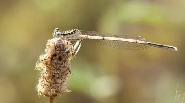 Caballito del diablo patiblanco ( Platycnemis pennipes ) posado en inflorescencia pie de liebre (Plantago lagopus), Lorcha, Espa&ntilde;a