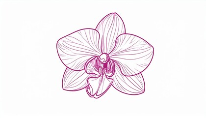 Detailed Pink Purple Orchid Line Drawing
