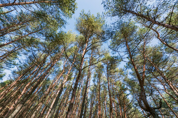 Pine tree trunks and branches.