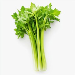 Photo of celery Isolated on white background