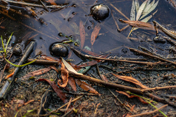 Close-up of murky pond edge with wet leaves, sticks, and black bubbles in dark muddy water.
