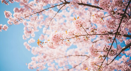 Sunlight filters through vibrant pink cherry blossoms against a clear blue sky, creating a peaceful outdoor scene, Generative AI.