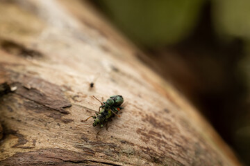 A close-up photograph showing two metallic green beetles mating on the surface of a piece of wood