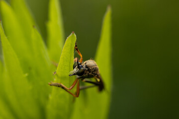 A close-up photograph of a large-eyed insect with orange legs, clinging to a bright green leaf