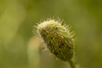 A close-up of a green, hairy flower bud, sharply in focus against a softly blurred green...