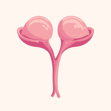 Illustration of Pink Thymus Gland Structure on White Background for Medical Illustration