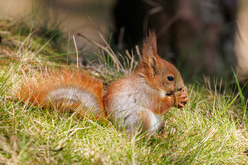 Red squirrel eating a pine cone