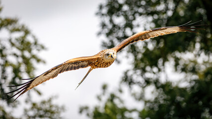 Red Kite in flight