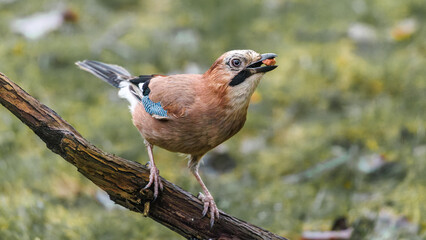 Eurasian Jay feeding