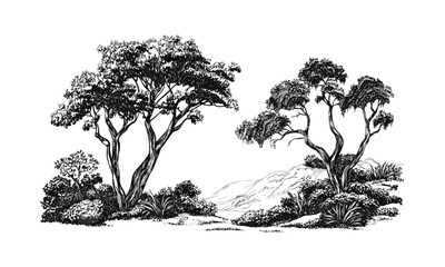 Wild Tree Vector, eucalyptus rainforest landscape, forest silhouette, engraving style nature clipart, tropical plants, vector illustration, lush foliage design. © aura studio
