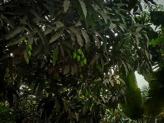 Close-up of Fresh Alphonso Mango on Tree Branch