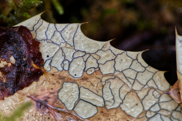 Mosaic-like patterns on a dying leaf