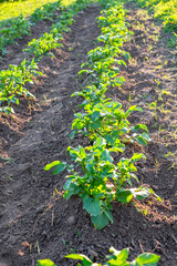 Agricultural field with rows of potatoes covered with earth. Growing vegetables in a vegetable garden