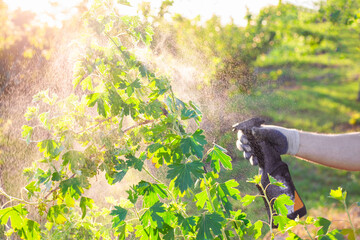 Spraying a currant bush against insects, pests and diseases using a sprayer. Pest control of garden...