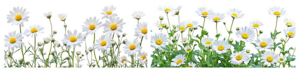 PNG Vibrant daisies in lush greenery, element set on transparent background