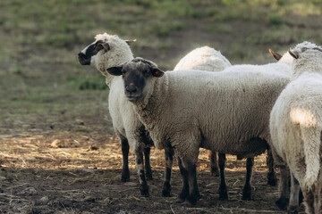 Obraz premium Group of Grazing Sheep in a Pasture During Daylight