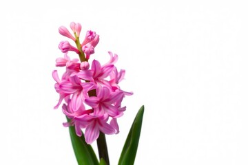 A pink hyacinth flower captured against a plain white backdrop showcases its bloom