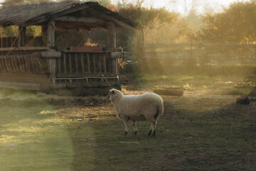 Sheep Grazing in a Rustic Farmyard During a Golden Sunset