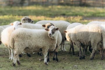 Fototapeta premium Group of Sheep Grazing in a Pasture on a Sunny Day