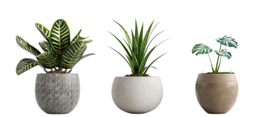 Collection of various tropical houseplants displayed in white ceramic pots. Potted exotic house plants on white floor against white wall. Home garden banner. isolated with clipping path