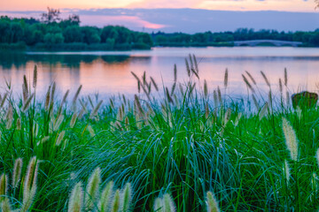 Obraz premium Tranquil Evening Sunset by the Lake in Nanhaizi Park, Beijing, Summer Evening