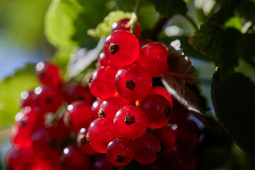 Clusters of red currant berries hanging in a bush, backlit by the sun a nice summer day.