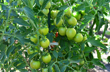 A close-up of a tomato plant with green, unripe tomatoes