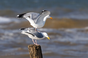Two herring gulls on one pole