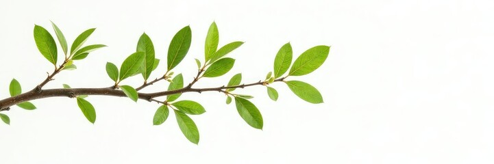 Fototapeta premium Branches isolated on white background with small leaves, leafy, plant, wood