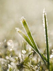 Close up of a grassy field with frost on the grass