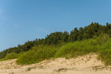 Wide sandy beach bordered by grassy dunes and dense green forest under a bright blue sky, with visible copy space in the foreground.