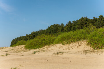 Wide sandy beach bordered by grassy dunes and dense green forest under a bright blue sky, with visible copy space in the foreground.