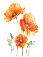 Obraz premium Watercolor Orange Poppy Isolated on White Background. Beautiful Poppy Flower