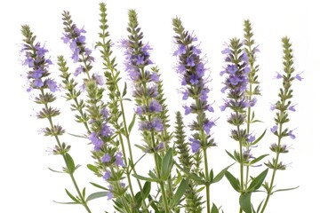 Naklejka premium hyssop flowers isolated on white background