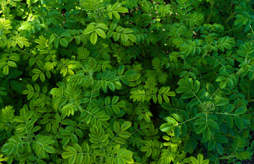 Green leaves of rose hip top view texture  background