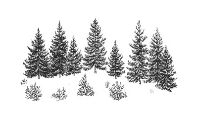 Winter Ridge Scene with Frosted Hemlock Trees, alpine evergreen silhouette, snowy forest clipart, icy woodland engraving, vector illustration, seasonal outdoor scenery, christmas tree