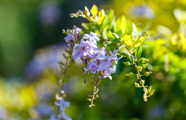 A bunch of purple flowers are on a green bush