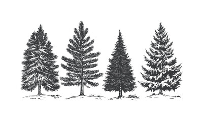 Obraz premium Winter Scene Vector Illustration with Frozen Forest Spruce Tree Silhouettes, engraved alpine trees, cold weather nature elements, snowy landscape, frost, evergreen pine tree art, christmas tree