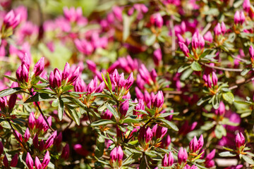 A bunch of pink flowers with green leaves