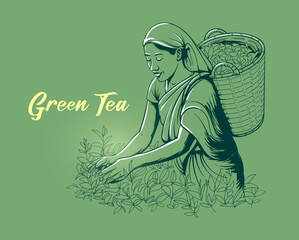 Traditional Tea Picker Woman Harvesting Leaves. Hand Drawn Vector Illustration of Tea Picker Woman. Green Tea Banner