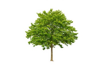 Fototapeta premium Isolated Green Tree with Lush Foliage on a Clean White Background for Easy Compositing and Design Projects
