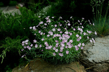 Dianthus gratianopolitanus, commonly known as the rose cedar or pink clove, is a species of plant in the family Caryophyllaceae