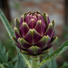 Fototapeta premium Purple Artichoke CloseUp Vibrant Garden Vegetable Photography