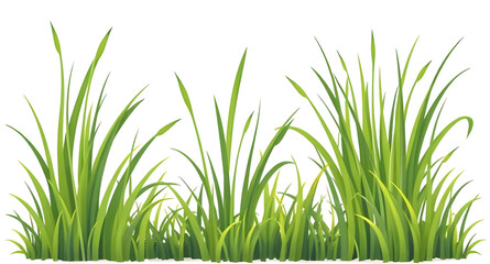 green grass isolated on white