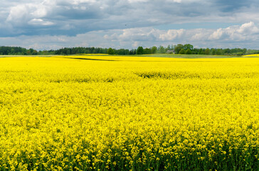 Obraz premium A field of yellow flowers against a cloudy sky