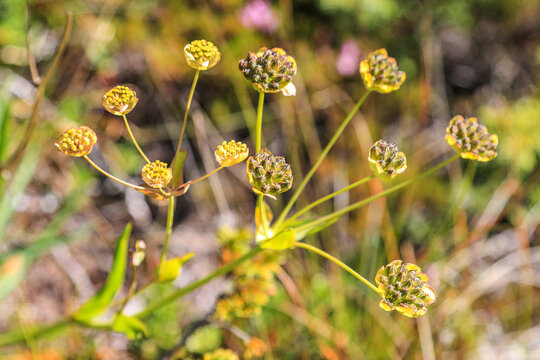 Alps Flora: Hares ear (bupleurum stellatum) growing on the high alps mountain area