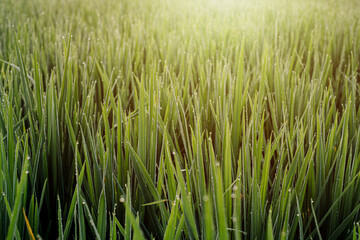 Close up of lush paddy rice fields during sunset