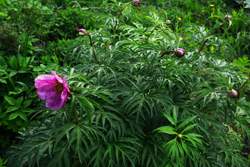 Paeonia anomala purple peony flower with green background