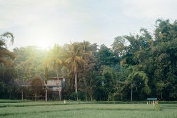 Obraz premium Rice terrace fields with some tall palm trees, houses, and a hut in the sunrise
